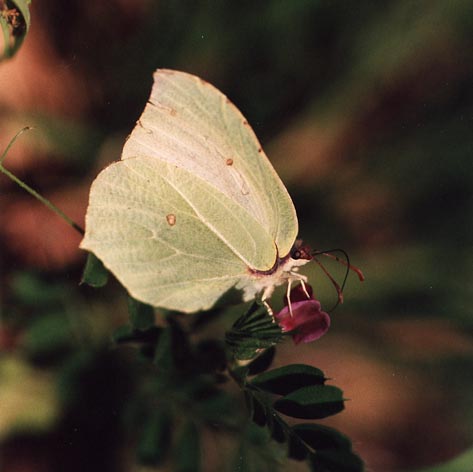 Farfalle diurne di primavera